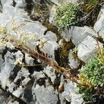 Saxifraga callosa habit picture by francois tissot (cc-by-sa)