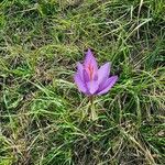 Crocus ligusticus flower picture by lucymay21 (cc-by-sa)