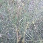 Ephedra fragilis fruit picture by Cechura Martin (cc-by-sa)