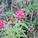 Castilleja nervata flower picture by De Leon Alberto (cc-by-sa)