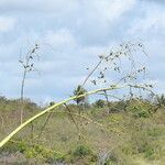 Furcraea foetida flower picture by herve rey (cc-by-sa)