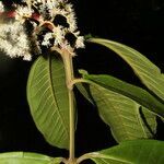 Miconia trinervia fruit picture by Nelson Zamora Villalobos (cc-by-nc)