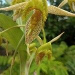 Catasetum fimbriatum flower picture by jara sanchez francisco (cc-by-sa)