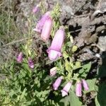 Digitalis thapsi flower picture by Daniel (cc-by-sa)