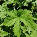 Humulus lupulus leaf picture by Christiane Mumme (cc-by-sa)