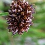 Juncus ensifolius flower picture by Else Nolden (cc-by-sa)