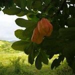 Blighia sapida fruit picture by Irvince Reynolds (cc-by-sa)