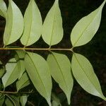 Eugenia costaricensis leaf picture by Nelson Zamora Villalobos (cc-by-nc)