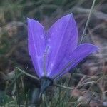 Campanula herminii flower picture by Diego Alex (cc-by-sa)