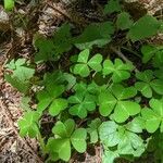 Oxalis oregana leaf picture by Ethan Kyzivat (cc-by-sa)