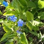 Omphalodes verna flower picture by Axel Selhammar (cc-by-sa)