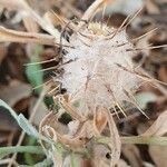 Centaurea calcitrapa fruit picture by Lazo Alfonso (cc-by-sa)