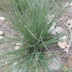 Festuca burgundiana leaf picture by Cedric Yhuel (cc-by-sa)