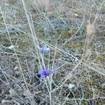 Delphinium verdunense flower picture by Juan Carlos Laria (cc-by-sa)