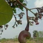 Anacardium occidentale fruit picture by Ramesh K (cc-by-sa)