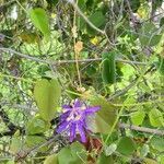 Passiflora amethystina flower picture by Vitor Memoria (cc-by-sa)