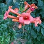 Campsis radicans fruit picture by amy long (cc-by-sa)