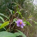 Solanum aviculare flower picture by Jian Chen (cc-by-sa)