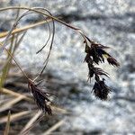 Carex pichinchensis flower picture by Fabien Anthelme (cc-by-sa)