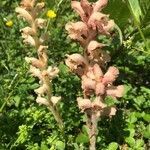 Orobanche caryophyllacea flower picture by theo vassiloudis (cc-by-sa)