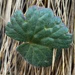 Geranium santanderiense leaf picture by Fabien Anthelme (cc-by-sa)