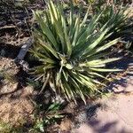 Yucca baccata habit picture by Giode Tonpino (cc-by-sa)