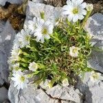 Cerastium julicum habit picture by Jani Zadrgal (cc-by-sa)