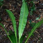 Anacardium spruceanum leaf picture by Lisa Moreno (cc-by-sa)