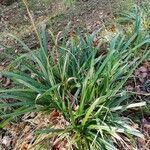 Carex brachystachys leaf picture by Johann Eggenhofer (cc-by-sa)