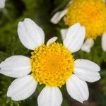 Anthemis secundiramea flower picture by Martin Bishop (cc-by-sa)