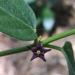 Vincetoxicum nigrum flower picture by Antoine AFFOUARD (cc-by-sa)