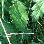 Agrimonia eupatoria leaf picture by Bernard Pruin (cc-by-sa)