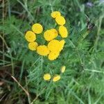 Tanacetum vulgare flower picture by Thomas Fonteyn (cc-by-sa)