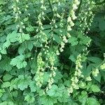 Tellima grandiflora flower picture by Andrew Mallady (cc-by-sa)