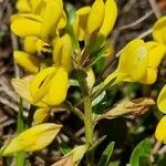 Genista januensis flower picture by Jani Zadrgal (cc-by-sa)