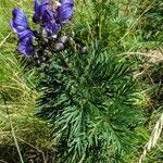 Aconitum napellus habit picture by cedric cedric (cc-by-sa)