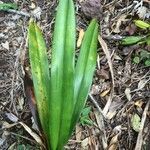 Angraecum eburneum leaf picture by Hugo SANTACREU (cc-by-sa)