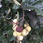 Ehretia latifolia fruit picture by Jarquin Gabriel (cc-by-sa)