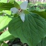 Trillium flexipes flower picture by Kolter Kiess (cc-by-sa)