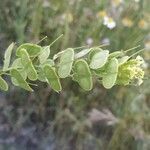 Biscutella auriculata leaf picture by Duque Elizabeth (cc-by-sa)