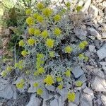 Teucrium aureum habit picture by alex baumel (cc-by-sa)