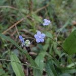 Omphalodes nitida flower picture by Uxeli (cc-by-sa)