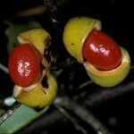 Iryanthera hostmannii fruit picture by Daniel Barthelemy (cc-by-nc)