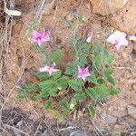 Convolvulus althaeoides habit picture by Llandrich anna (cc-by-sa)