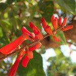 Erythrina senegalensis flower picture by Sylvain Piry (cc-by-sa)