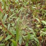 Panicum capillare habit picture by Yoan MARTIN (cc-by-sa)