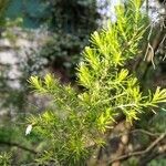 Erica lusitanica leaf picture by Philippe Feldmann (cc-by-sa)