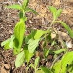 Rudbeckia hirta leaf picture by Dylan Stills (cc-by-sa)