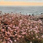 Eriogonum latifolium habit picture by Julien Birard (cc-by-sa)