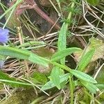 Polygala vulgaris leaf picture by David Hocken (cc-by-sa)